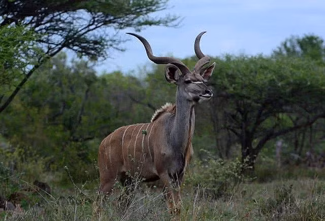 Những loài động vật lạ kỳ chỉ có thể tìm thấy ở châu Phi - ảnh 1