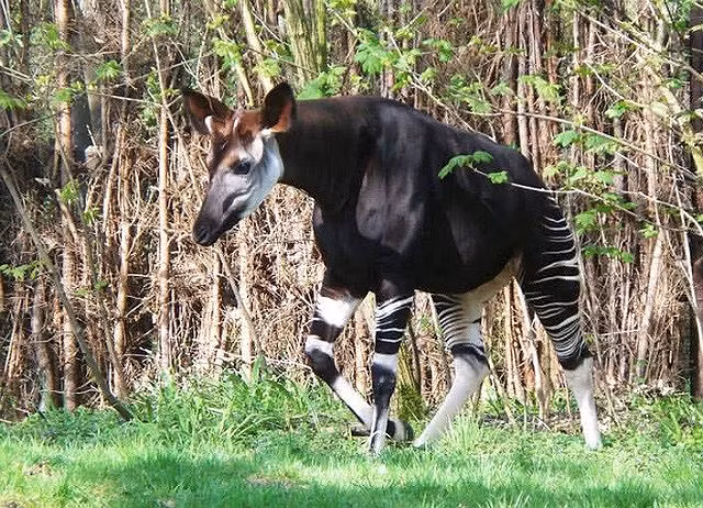 Những loài động vật lạ kỳ chỉ có thể tìm thấy ở châu Phi - ảnh 3