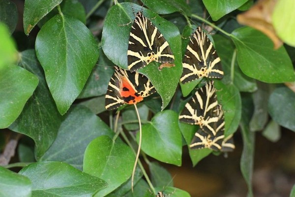 Ngỡ ngàng với thung lũng bướm độc đáo nhất thế giới Ngỡ ngàng với thung lũng bướm độc đáo nhất thế giới