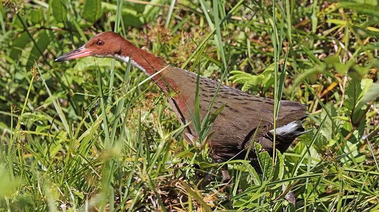 Tìm thấy loài chim đã tuyệt chủng 136.000 năm trước