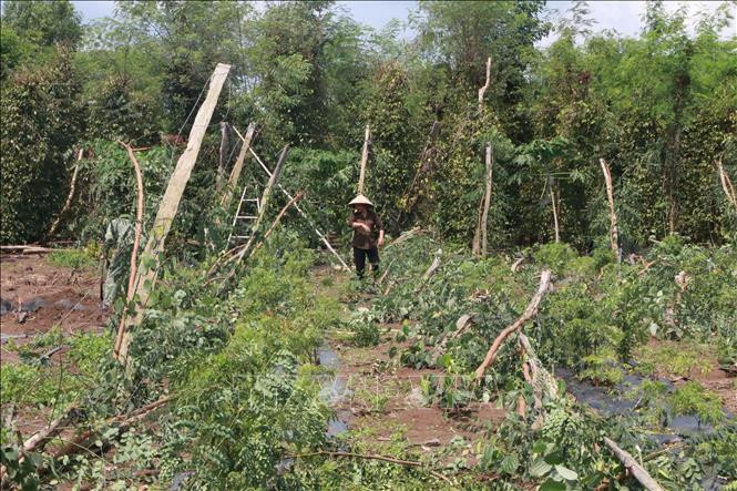 Người dân khắc phục hậu quả thiên tai tại xã Lộc Phú, huyện Lộc Ninh (Bình Phước). Ảnh: K GỬIH/TTXVN