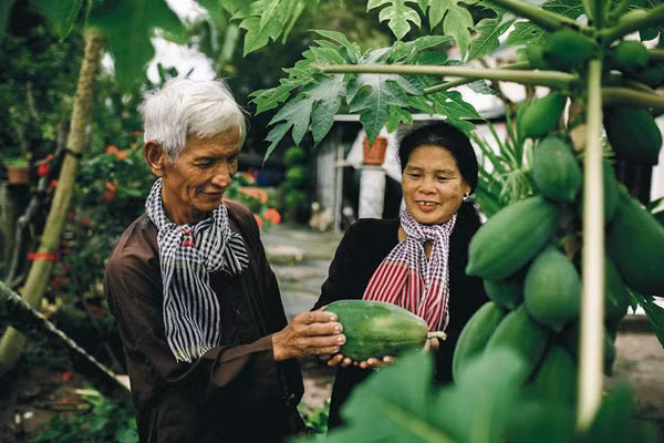 Ông Tình và vợ bên cây đu đủ sai quả trong vườn. Quà cưới của cụ ông 73 tuổi và vợ hai sau hơn 20 năm ngày cưới