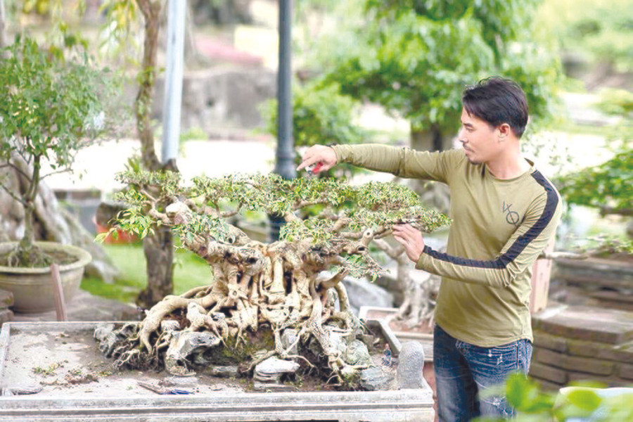 Anh Nguyễn Văn Chí đã gắn bó với nghề kinh doanh cây cảnh hơn 20 năm nay