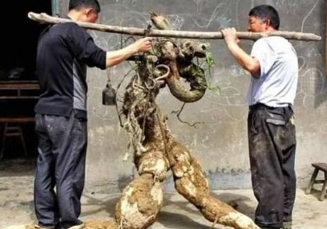 Đào được rễ cây hình người, bán được trăm triệu tưởng lãi, hóa ra... lỗ nặng