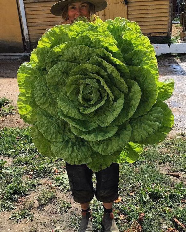 nhung loai rau cu khong lo tuong nhu chi co trong phim anh nhung co that ngoai doi - 3