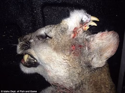 Sinh vật kì dị có hàm răng... mọc trên đầu.