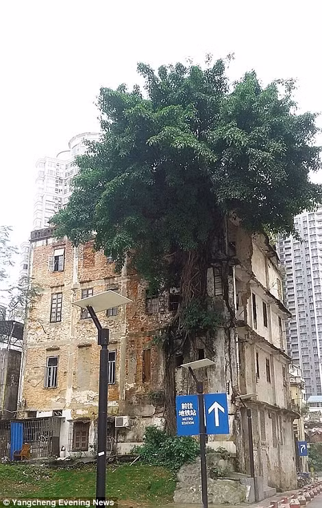 Cây đa mọc xum xuê giữa tòa nhà