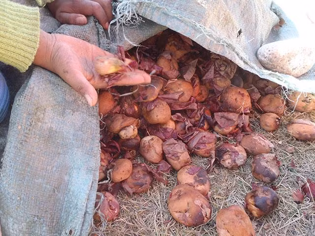 mon an nhin nhu cuc da, muon thuong thuc phai dung chan giam dap - 4