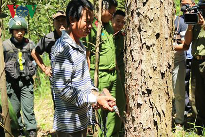 thuc nghiem hien truong vu ha doc chet hon 10ha rung thong hinh 2