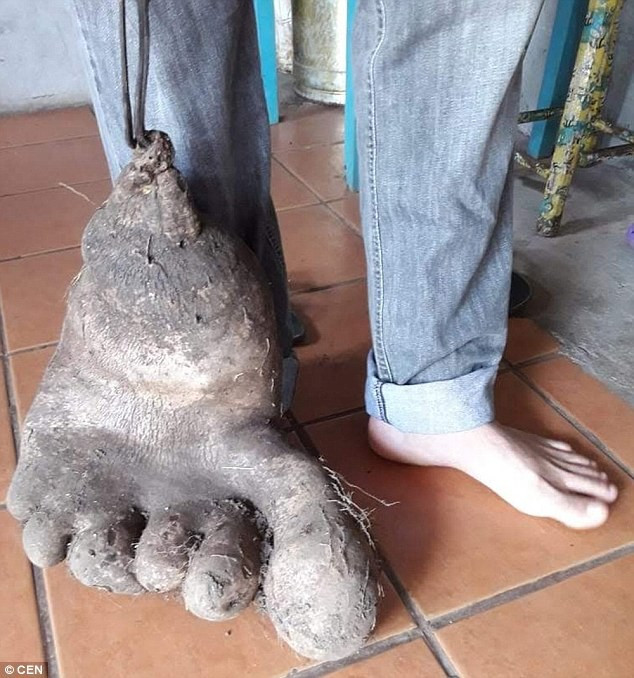 Củ khoai khổng lồ có hình giống bàn chân người.
