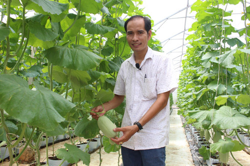 Với 4.000m2 dưa lưới, mỗi năm anh Tú thu về 1,5 tỷ đồng. 4.000 m2 dưa lưới hiện thu về 1,5 tỉ mỗi năm cho anh Tú .Ảnh: Xuân Chinh