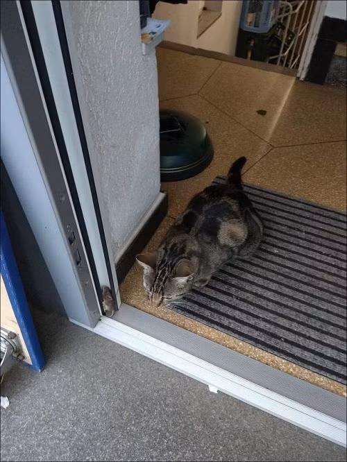 Tom và Jerry phiên bản đời thực.