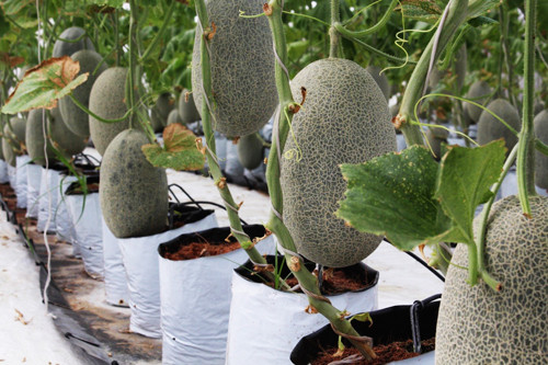 Những quả dưa lưới đẹp mắt trong nhà màng là thành công sau nhiều nỗ lực và thất bại của chủ vườn. Những quả dưa lưới đẹp mắt trongnhà màng là thành công sau nhiều nỗ lực và thất bại của anh Tú. Ảnh: Xuân Chinh