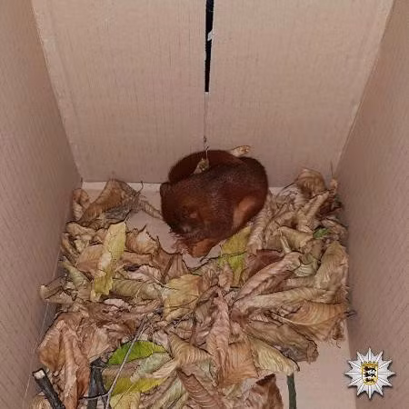 Chú sóc hiện đang được chăm sóc tại trung tâm cứu hộ động vật