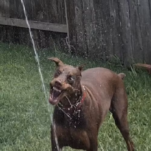 Niềm vui của cún cưng.