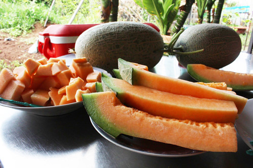 Dưa lưới công nghệ cao thơm ngon, cùi dày, ngọt đậmcủa anh Tú. Dưa lưới công nghệ cao thơm ngon, cùi dày, ngọt đượm của anh Tú. Ảnh: Xuân Chinh