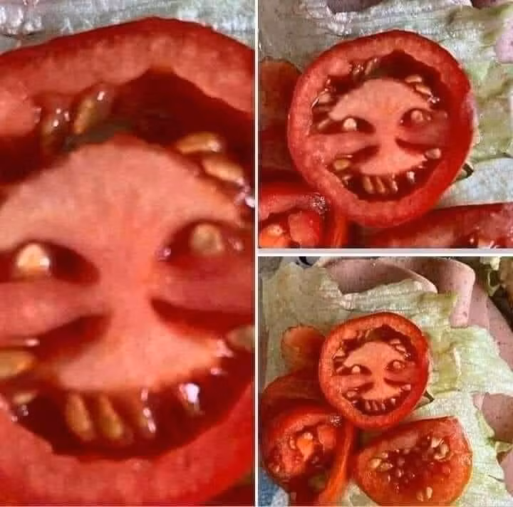 Cảnh khuyển tham gia rà soát xe phục vụ Đại hội XIII