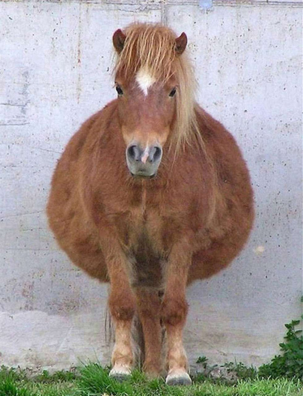 ba-me-dong-vat ba-me-dong-vat