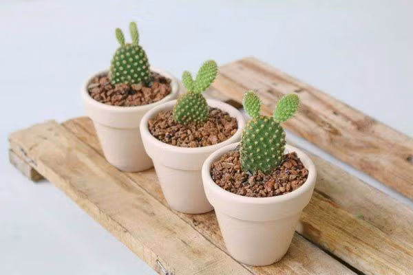 5 loại cây phong thủy nhà giàu không bao giờ trồng, vừa tiêu tán tài lộc vừa rước bệnh 