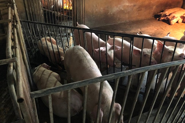 Đàn lợn bị mắc dịch tả lợn châu phi tại Hưng Yên. Ảnh: Lê Văn Phan.