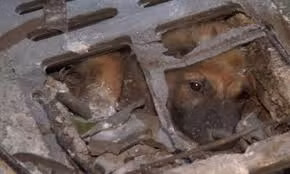 Chó gọi người tới cứu bạn mắc kẹt dưới ống cống