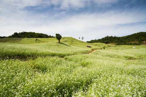 Đến Mộc Châu (Sơn La)vào thời điểm này, du khách sẽ ngỡ ngàng trước những cánh đồng hoa cải trắng đầy sức sống xen lẫn những đồi chè xanh mơn mởn. polyad