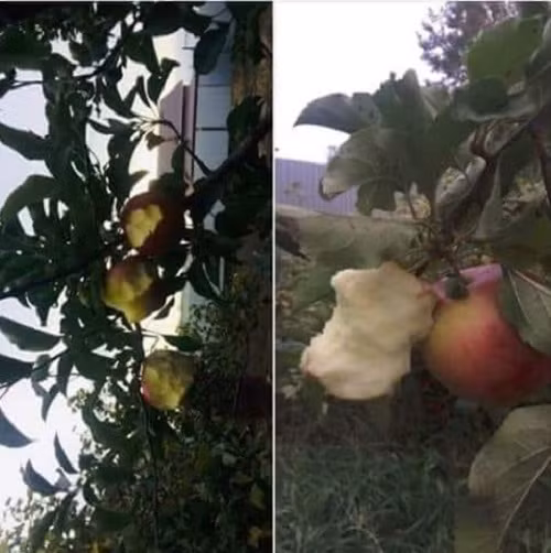 Ăn trái cây tươi ngon 100%.