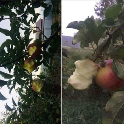 Ăn trái cây tươi ngon 100%. Ăn trái cây tươi ngon 100%.