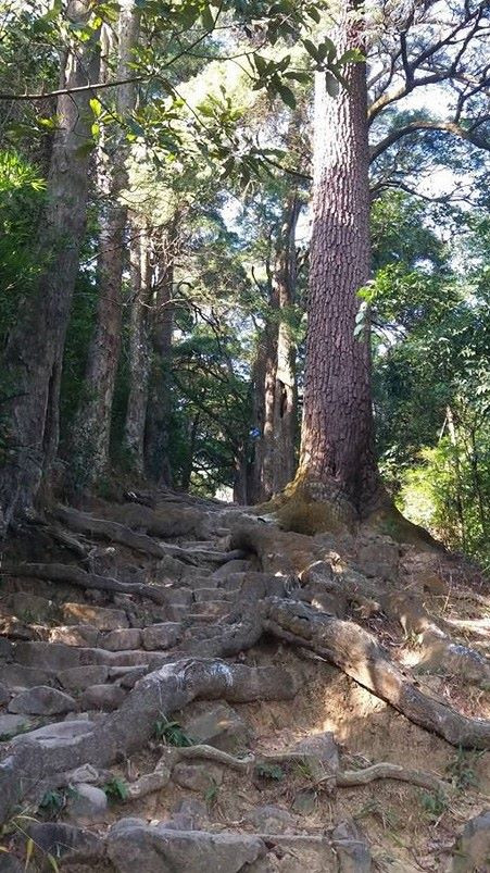 Mới đây một “cụ” Xích Tùng cổ nằm trên đường Tùng bị chết đứng do khô toàn thân Mới đây một “cụ” Xích Tùng cổ nằm trên đường Tùng bị chết đứng do khô toàn thân