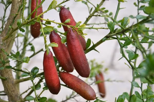 Chanh ngón tay có hương vị lạ giá 3,5 triệu đồng/kg ảnh 3