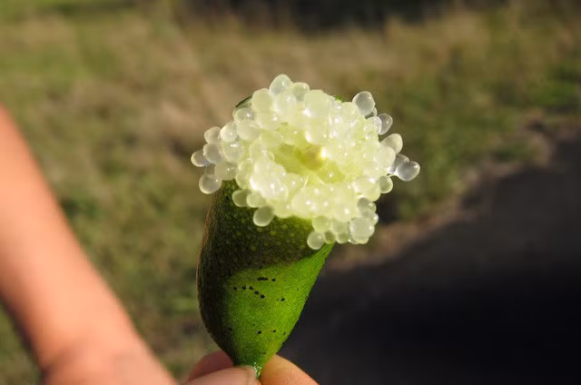 Chanh ngón tay có hương vị lạ giá 3,5 triệu đồng/kg