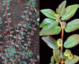 chua-man-ngua-ngoai-da-voi-cay-co-sua-la-nho-1