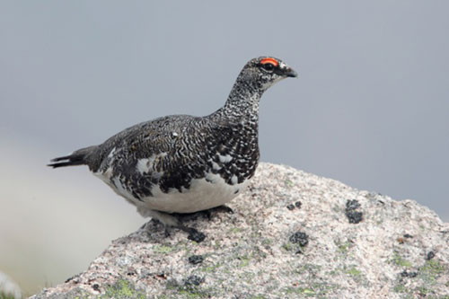 10 mon an truyen thong khien du khach “hoang hon” hinh anh 1