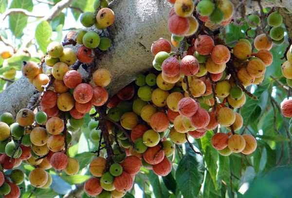 Mẹ bầu thường xuyên ăn loại quả này để thai nhi luôn khỏe mạnh ảnh 1 12-144