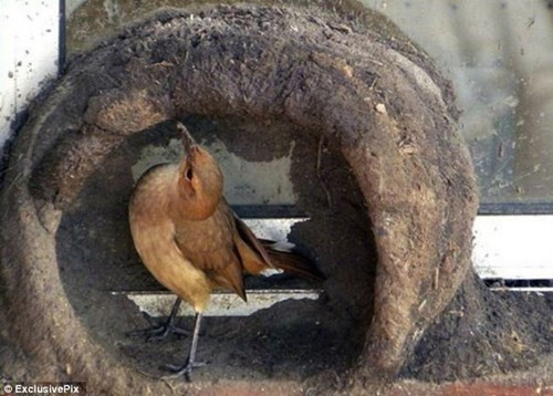Quy trình xây tổ độc đáo của chim sẻ lò ảnh 4 Tận thấy quy trình xây tổ độc đáo của chim sẻ lò - ảnh 4