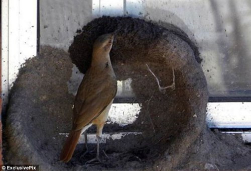 Quy trình xây tổ độc đáo của chim sẻ lò ảnh 2 Tận thấy quy trình xây tổ độc đáo của chim sẻ lò - ảnh 2