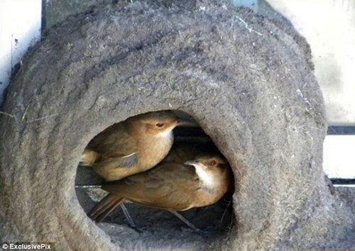 Quy trình xây tổ độc đáo của chim sẻ lò ảnh 6 Tận thấy quy trình xây tổ độc đáo của chim sẻ lò - ảnh 6