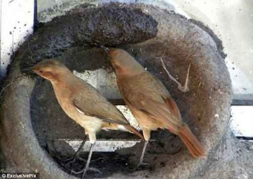 Quy trình xây tổ độc đáo của chim sẻ lò ảnh 3 Tận thấy quy trình xây tổ độc đáo của chim sẻ lò - ảnh 3