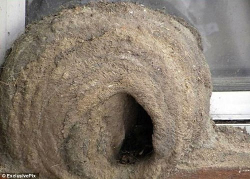 Quy trình xây tổ độc đáo của chim sẻ lò ảnh 8 Tận thấy quy trình xây tổ độc đáo của chim sẻ lò - ảnh 8