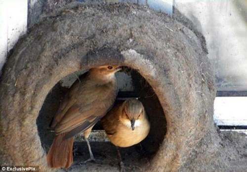 Quy trình xây tổ độc đáo của chim sẻ lò