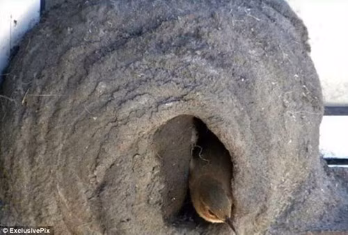 Tận thấy quy trình xây tổ độc đáo của chim sẻ lò - ảnh 7