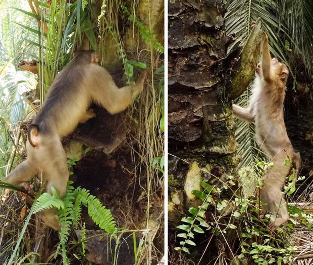 Một đôi khỉ đang lật từng ngóc ngách để tìm chuột