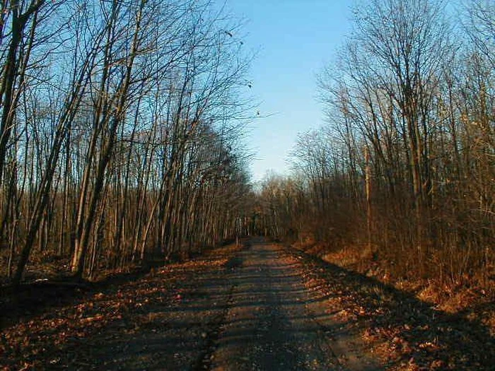 Boy Scouts Lane.