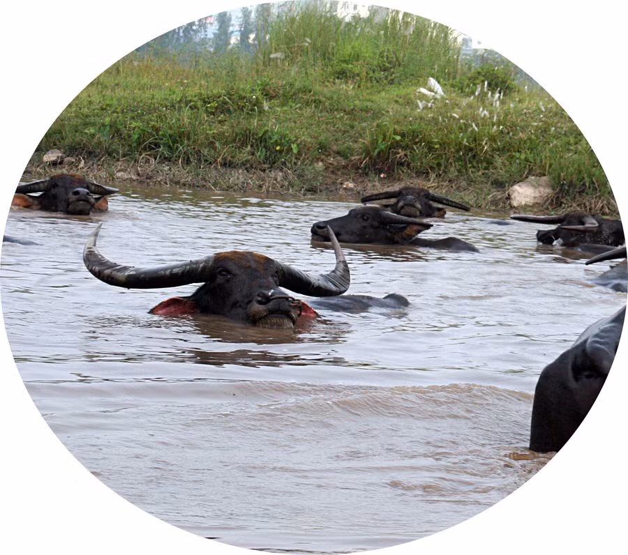 Trâu được nuôi béo mầm giữa mảnh đất hoang