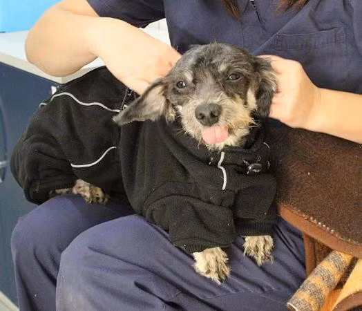 Chú chó rõ ràng đã bị bỏ quên một khoảng thời gian dài