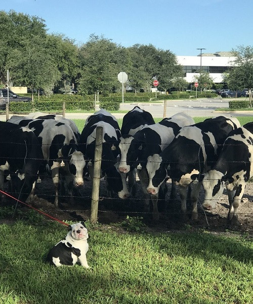 Anh em cùng cha khác ông nội.