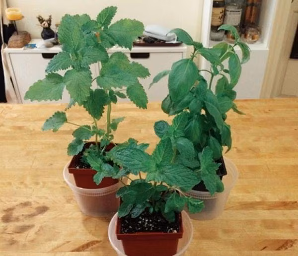 mach chi em 8 loai rau thom chi trong trong goc bep cung “lon nhanh nhu thoi” - 4