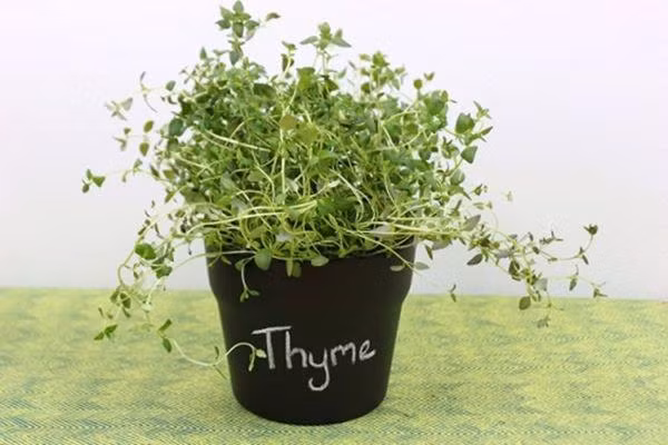 mach chi em 8 loai rau thom chi trong trong goc bep cung “lon nhanh nhu thoi” - 5