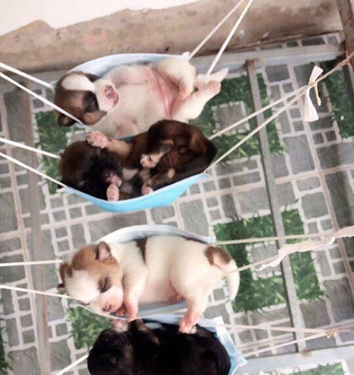 Giấc ngủ yên bình trên cánh võng. 10-anh-hai-hot-nhat-facebook-trong-ngay-4