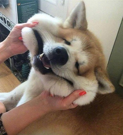 Chó là một loại chất lỏng. 10-anh-hai-hot-nhat-facebook-trong-ngay-2